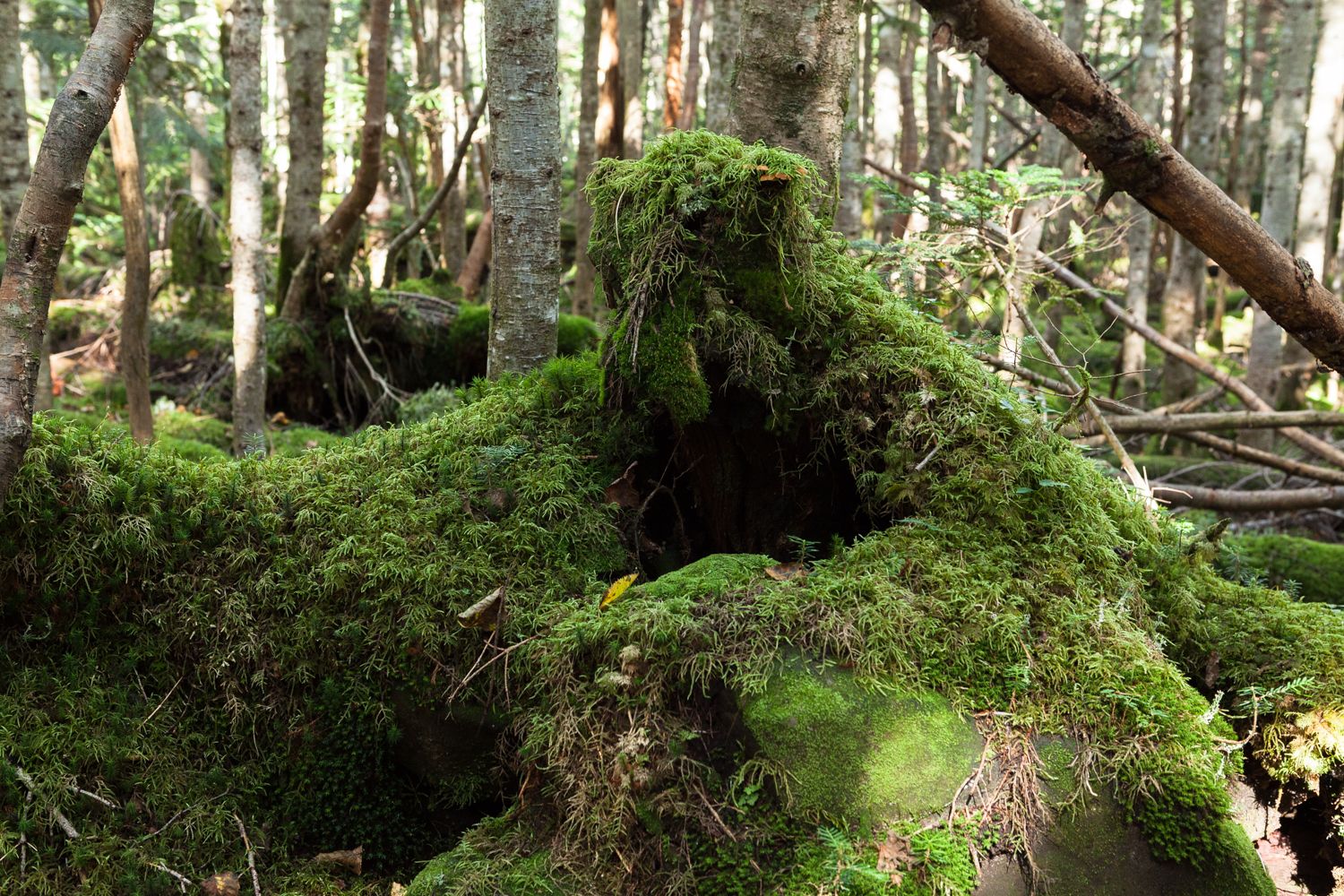 苔人間