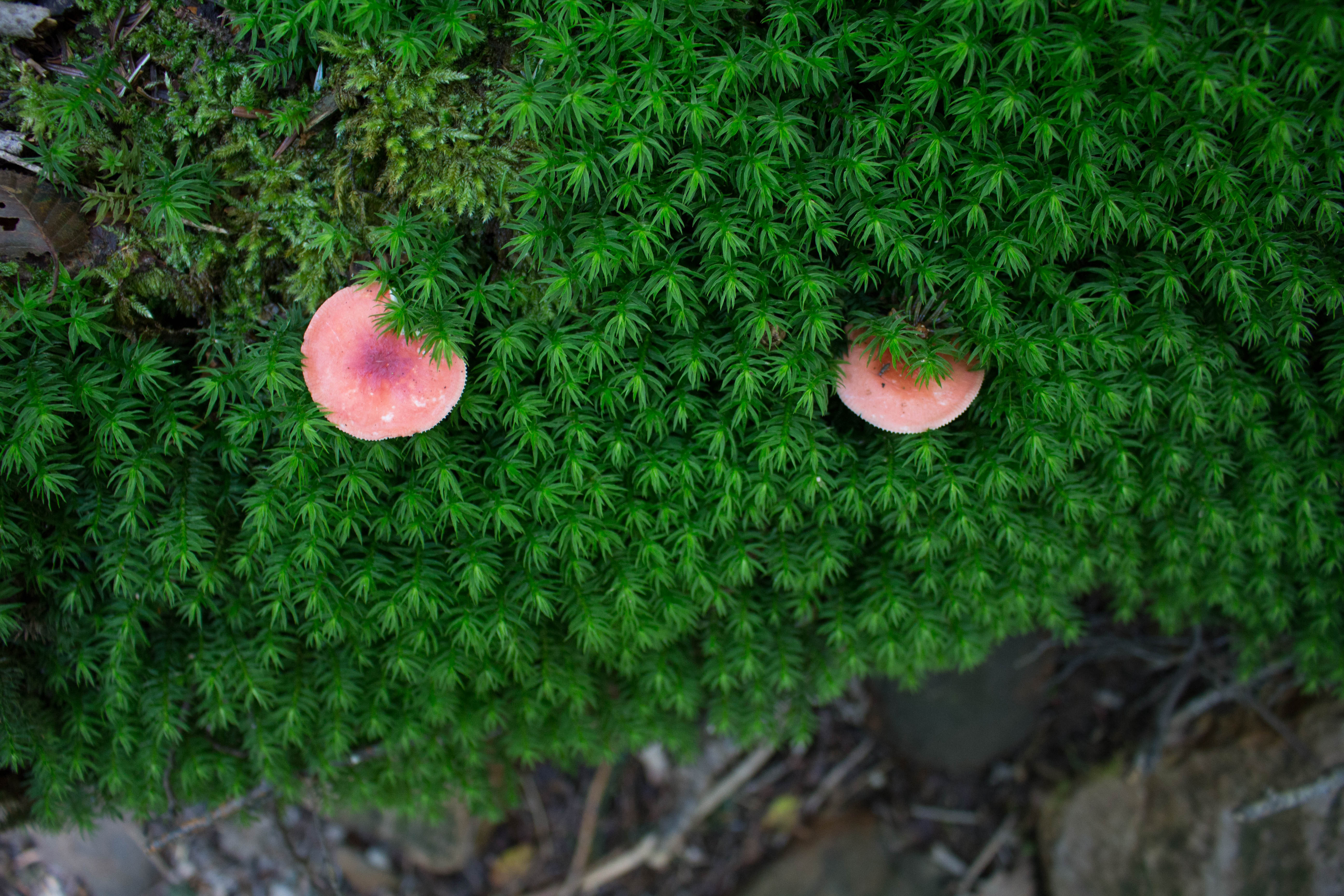 苔まる君