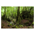 タイトル：屋久島の森