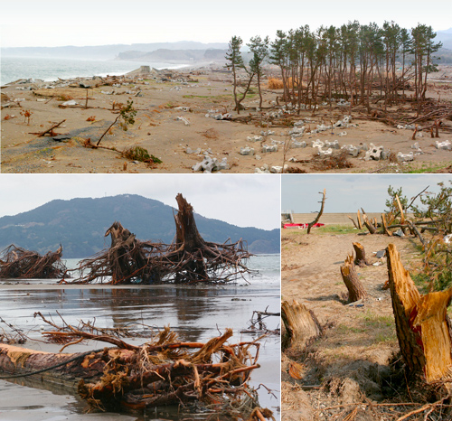 事例レポート03 森の再生が命を守る、海岸防災林