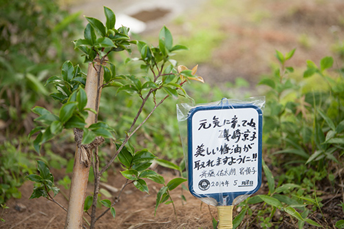 ボランティアの方が植樹した椿の苗