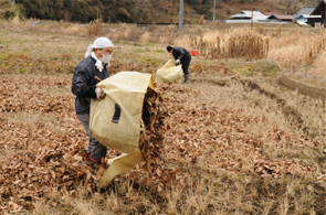 特別栽培米「げんき森もり」水田での伝統農法「落ち葉ちらし」(2010.1.撮影）