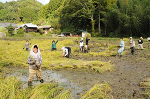 学生の協力による特別栽培米「げんき森もり」の手刈り収穫（2010.10.撮影）