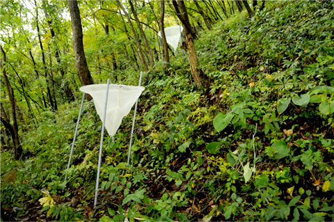 落ち葉採取ができなくなった落葉広葉樹林に設置したリタｰトラップ（2011.10.撮影）