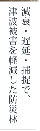 減衰・遅延・捕捉で、津波被害を軽減した防災林