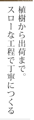 植樹から出荷まで。スローな工程で丁寧につくる