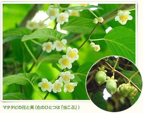 マタタビの花と実（右のひとつは「虫こぶ」）