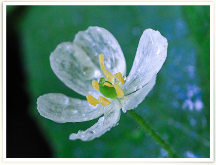 雨に濡れたサンカヨウの様子