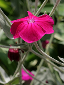 スイセンノウの花