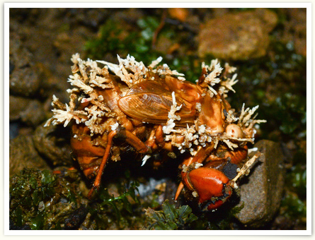 セミの幼虫に生えた冬虫夏草