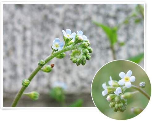 花軸の先端が螺旋を描きながら、外側に向かって花が並ぶ「キュウリグサ」（有限花序）