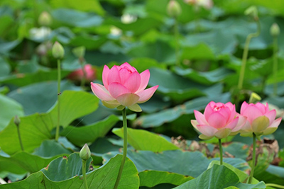 ハスの花咲く様子