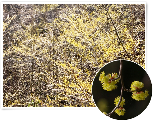 アブラチャンの花咲く様子