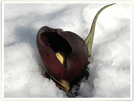 周囲の雪を融かして花開くザゼンソウの様子