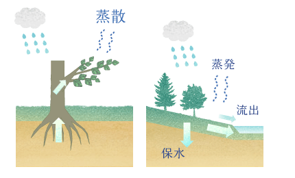 蒸散・蒸発・流出・保水