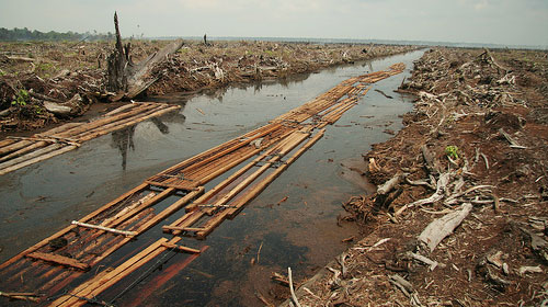違法伐採（Riau, Indonesia）