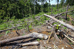 違法伐採（Mindanao, Philippines）