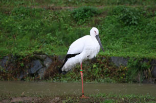 コウノトリ