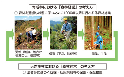 育成林と天然生林における「森林経営」の考え方