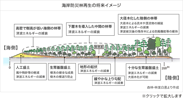 海岸防災林再生の将来イメージ