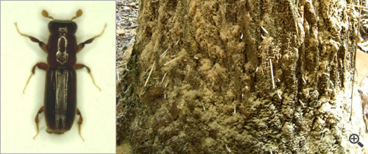 カシノナガキクイムシ／ナラ枯れの被害木（多数のせん乳孔が空き、木くずや糞等の混合物が堆積）