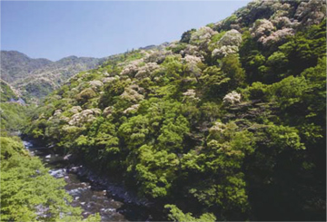 綾の照葉樹林