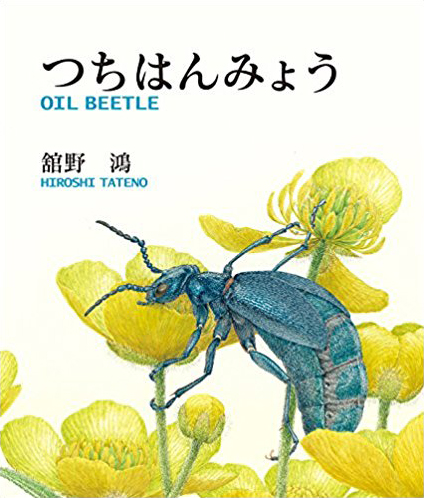 つちはんみょう OIL BEETLE