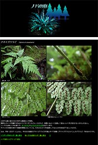 「ノパの庭　シダ植物の写真」のWebサイト