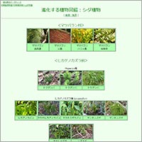 「進化する植物図鑑：シダ植物」のWebサイト