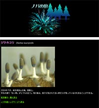 「ノパの庭　変形菌（粘菌）の写真」のWebサイト