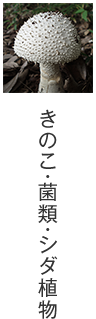 きのこ・菌類・シダ植物