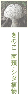 きのこ・菌類・シダ植物