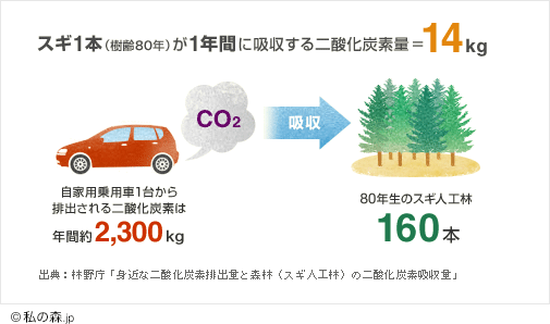 スギ1本（樹齢80年）が1年間に吸収する二酸化炭素量=14kg