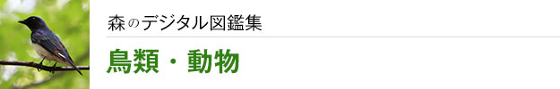 森のデジタル図鑑集：鳥類・動物