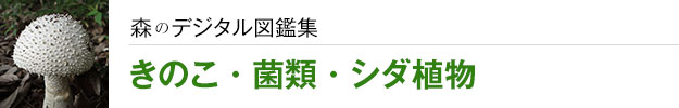 森のデジタル図鑑集：きのこ・菌類・シダ植物